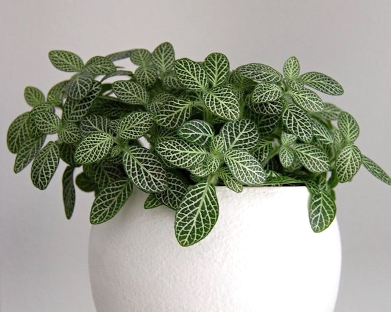 Fittonia
