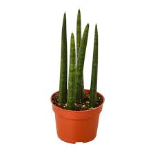 Sansevieria Cylindrica (Dracaena angolensis)