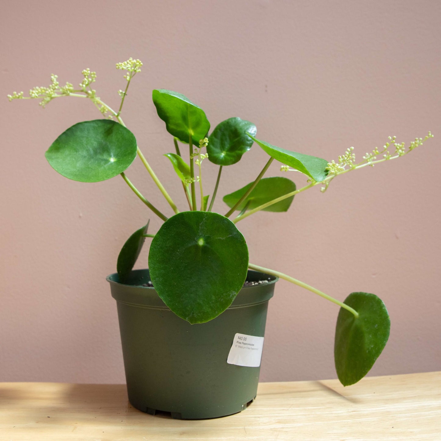 Pilea Peperomioides
