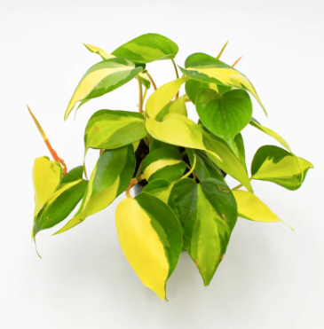 Philodendron Brasil