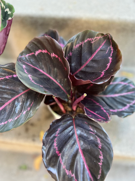Purple Calathea