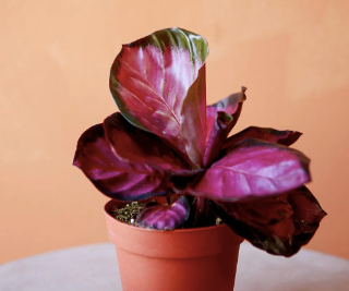 Crimson Calathea