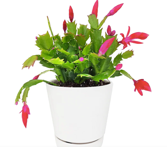 Christmas, Thanksgiving, Spring Easter Cactus