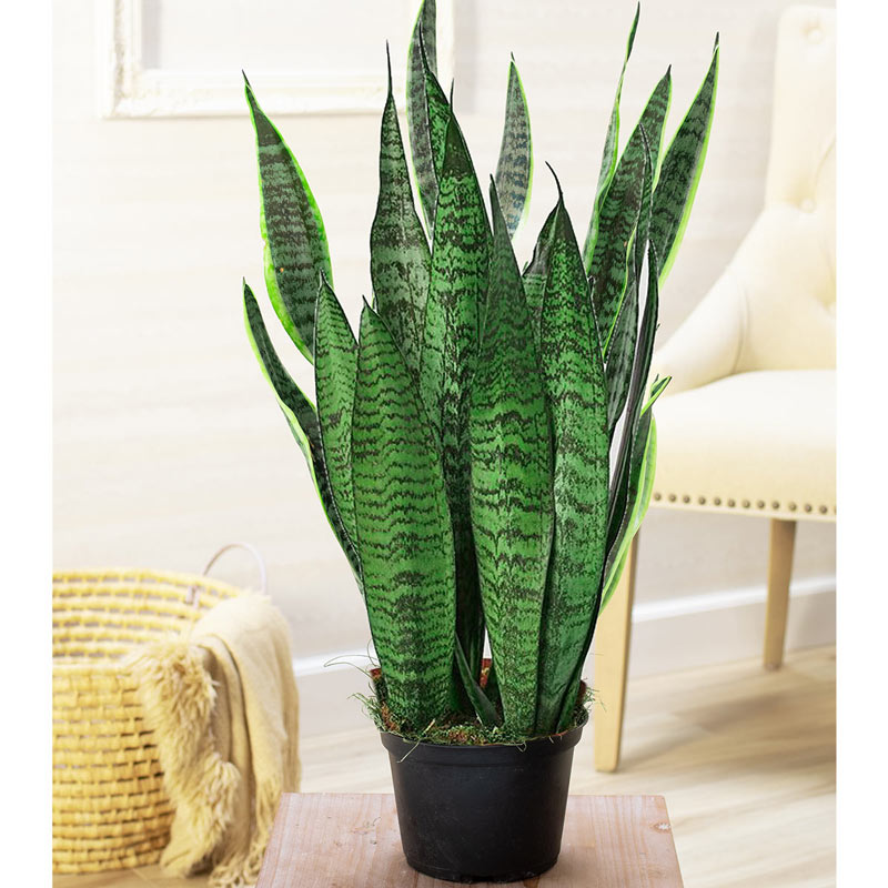 Snake Plant (Green)