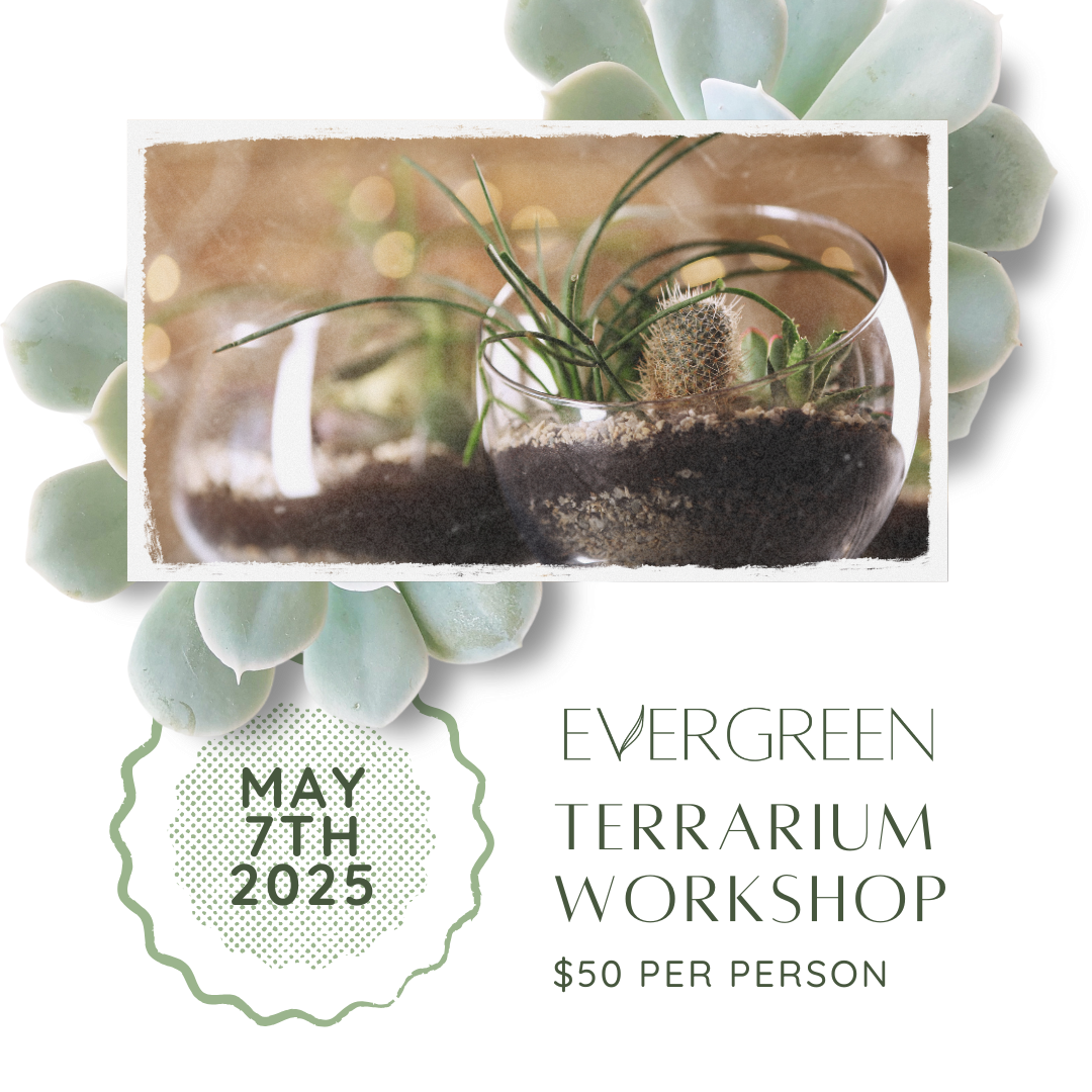 Terrarium Building Workshop