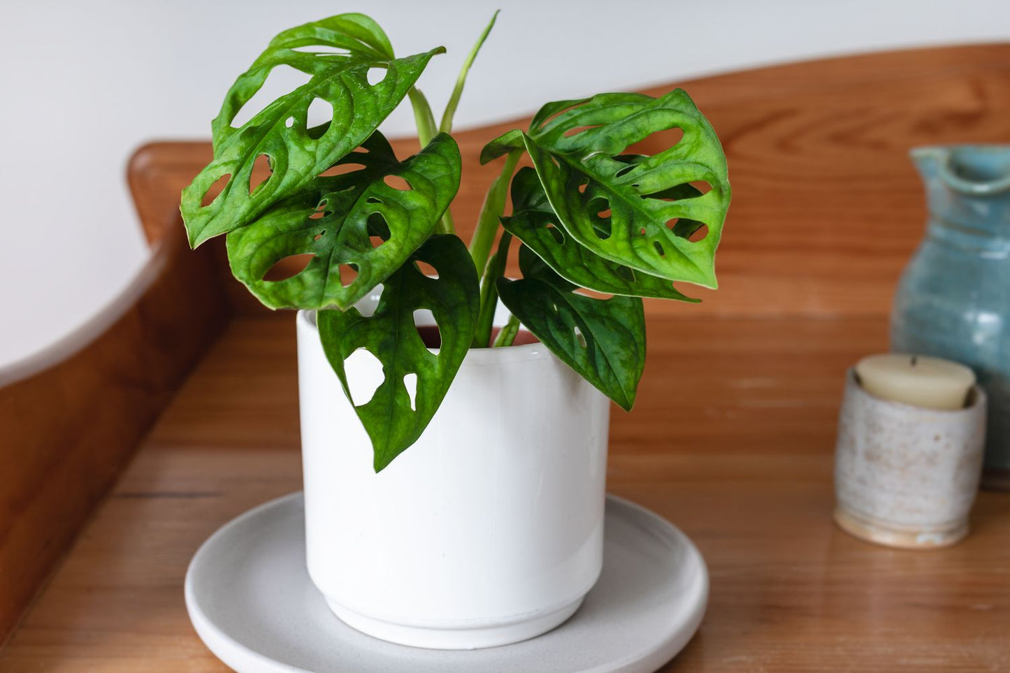 Philodendron Swiss Cheese