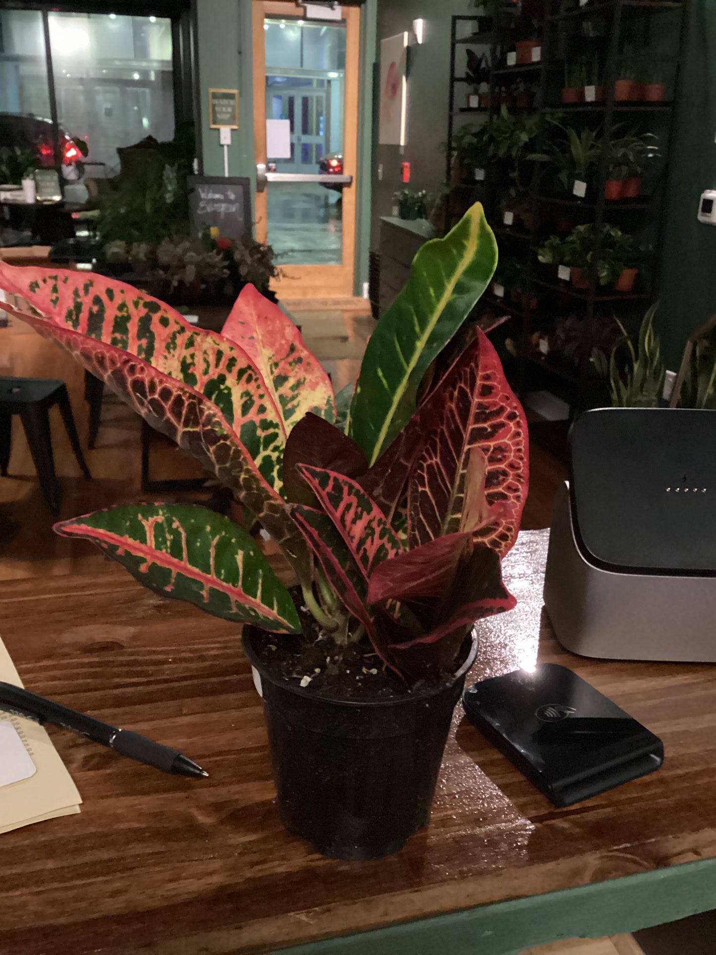 Croton