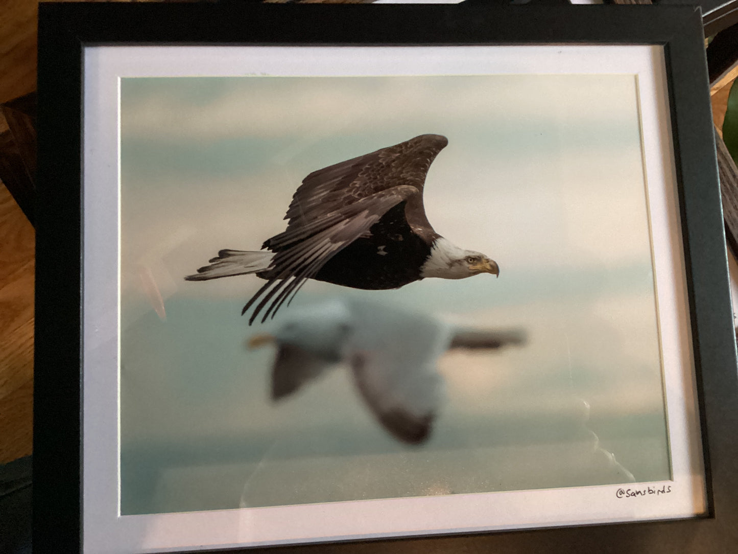 Sam’s Bird Store Photos