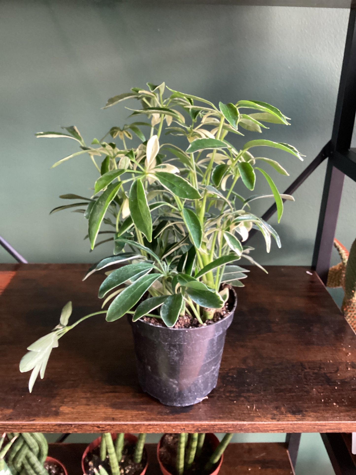 Schefflera