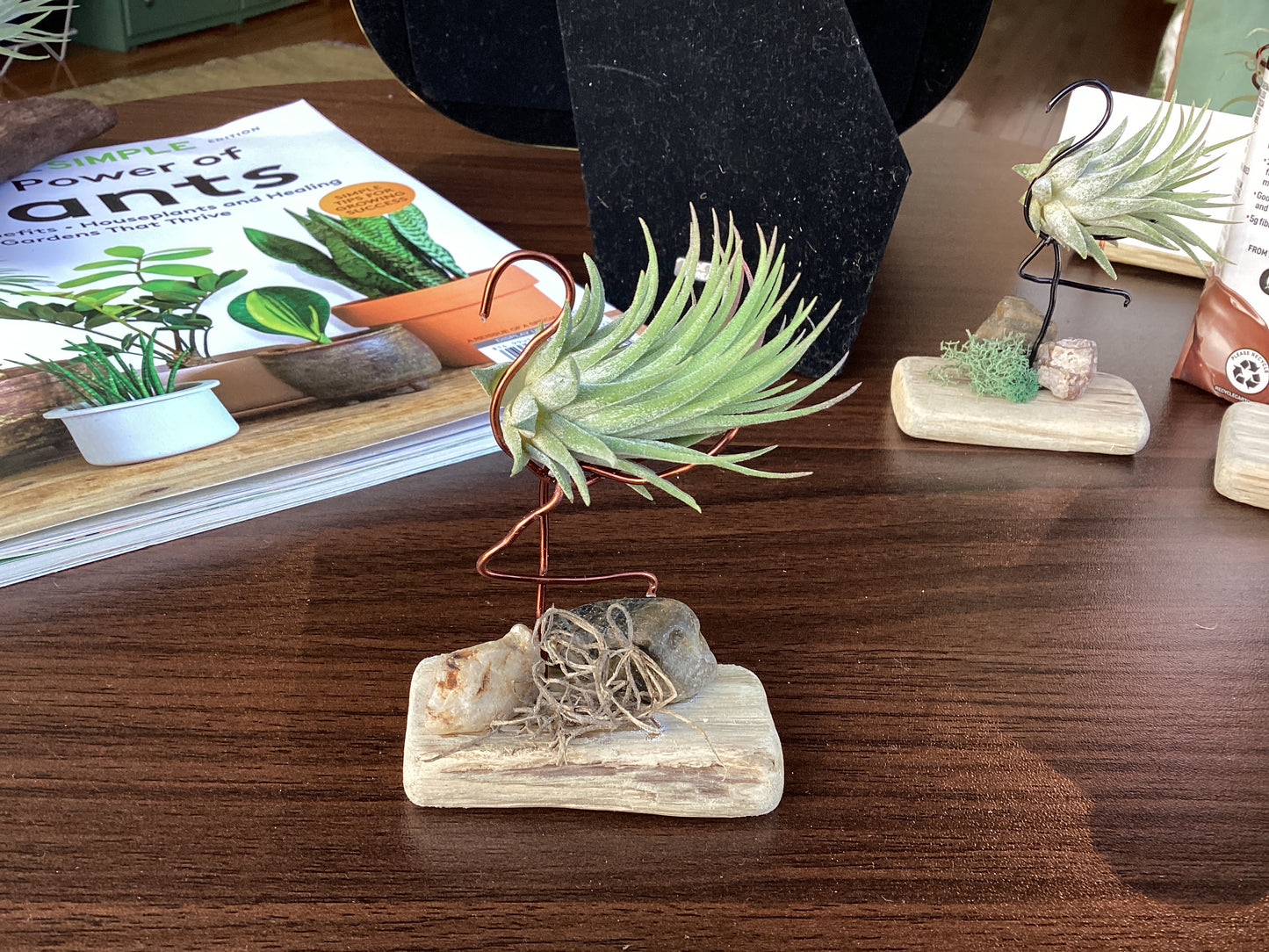 Air plant drift wood creations by Kim Wood