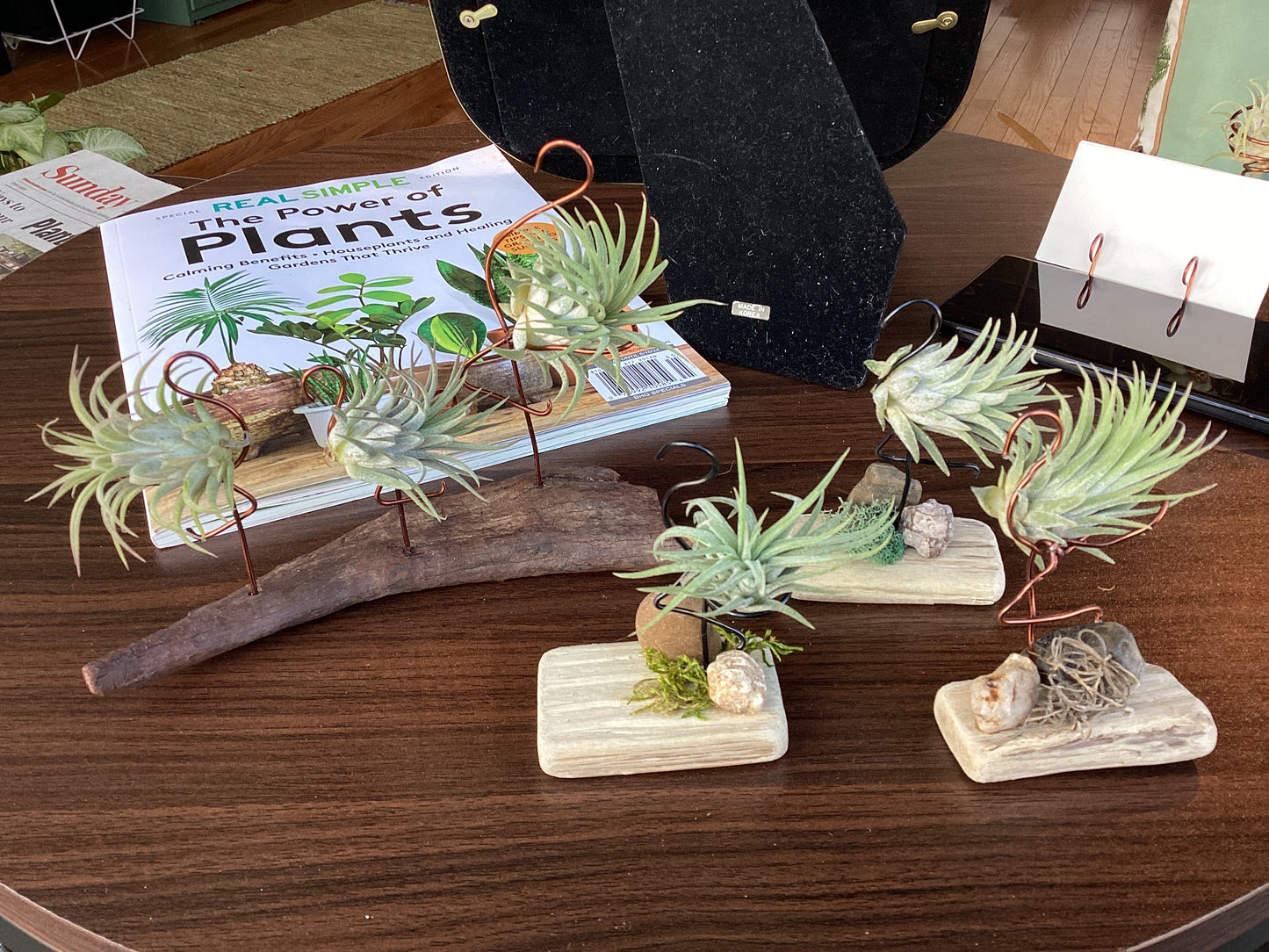 Air plant drift wood creations by Kim Wood