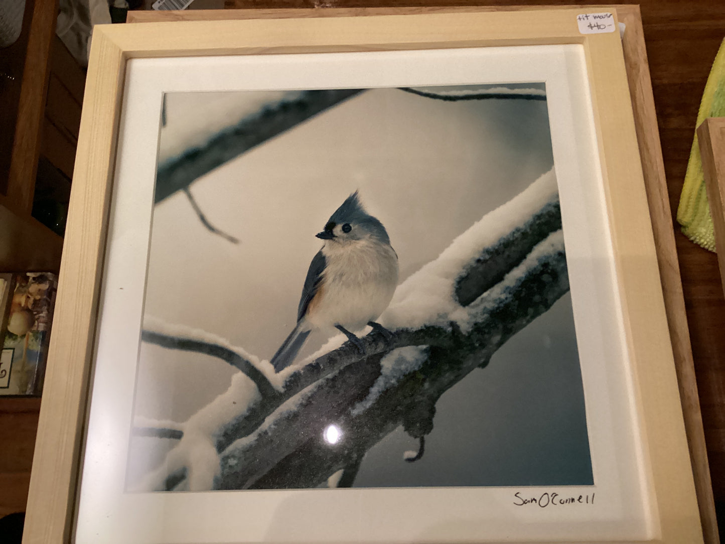 Sam’s Bird Store Photos