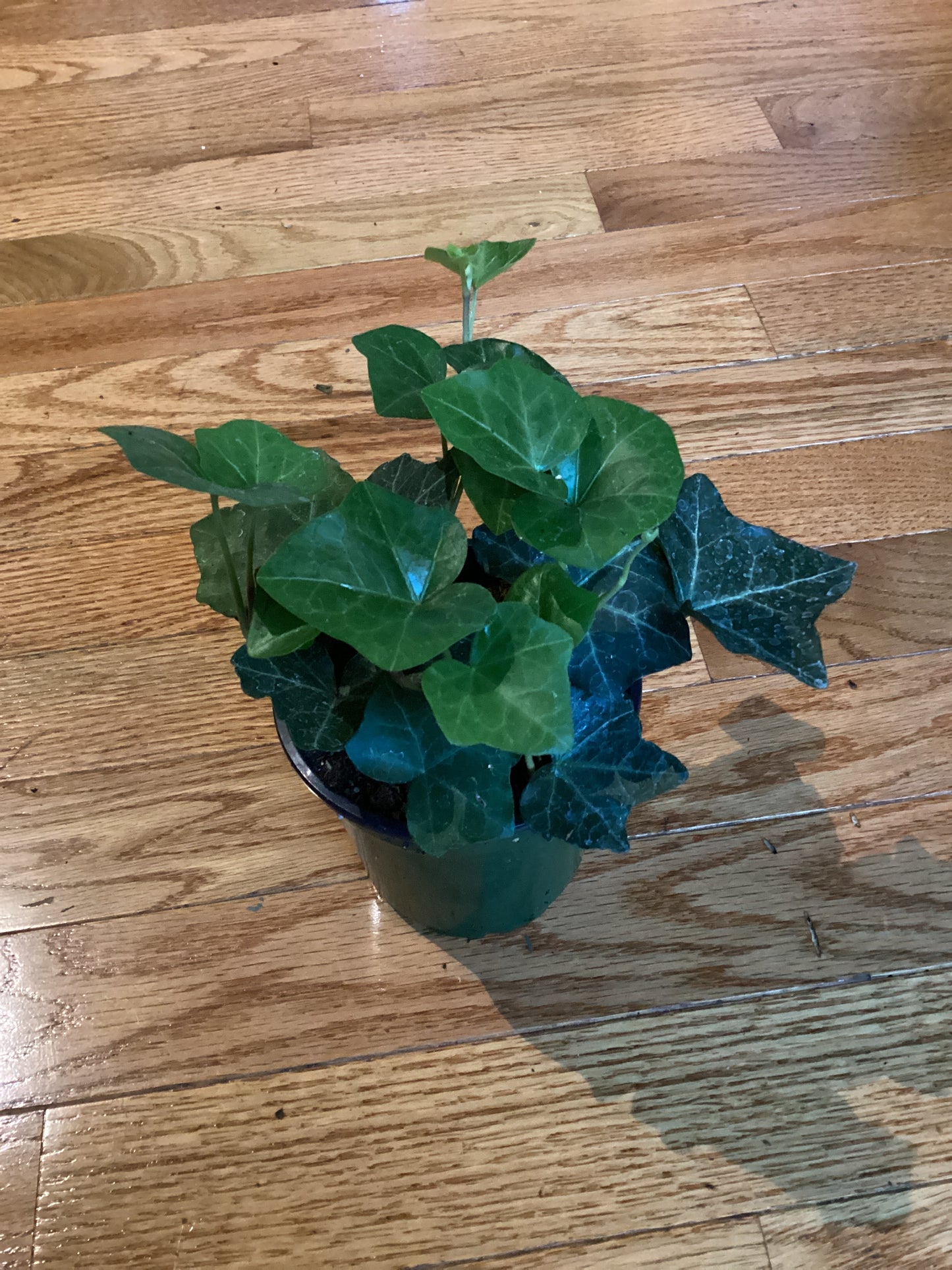Ivy