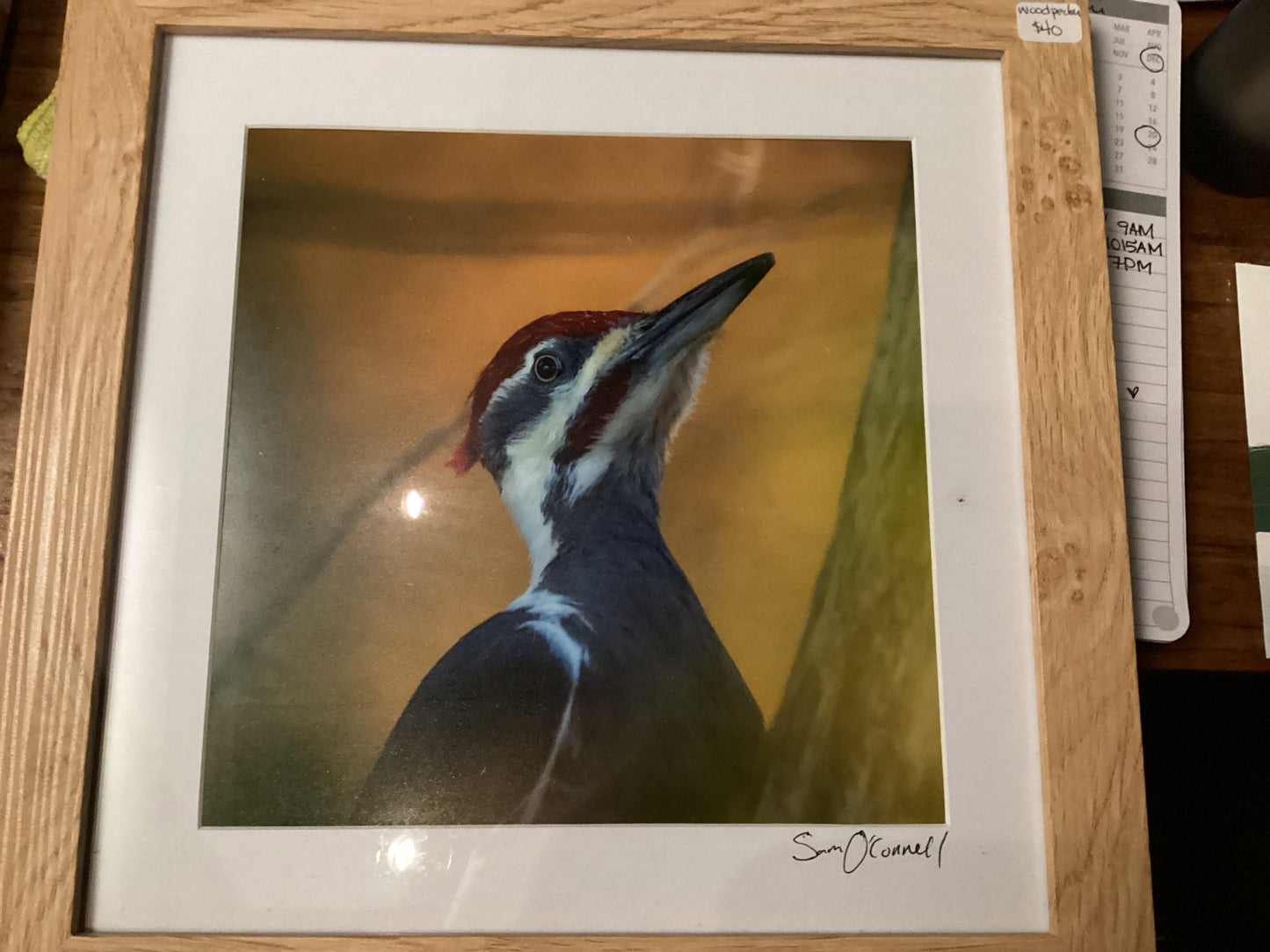 Sam’s Bird Store Photos