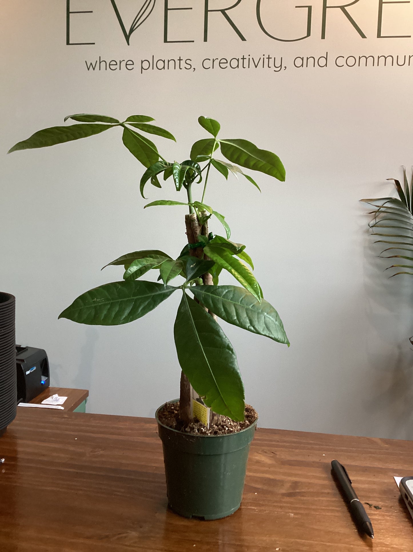 Money tree