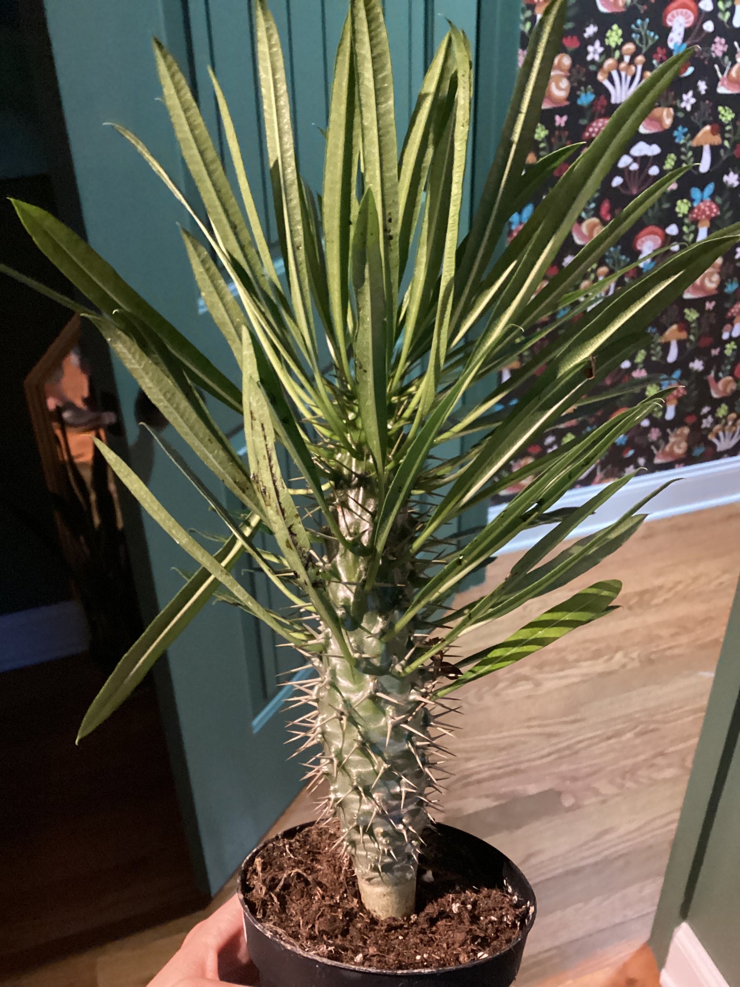 Madagascar palm