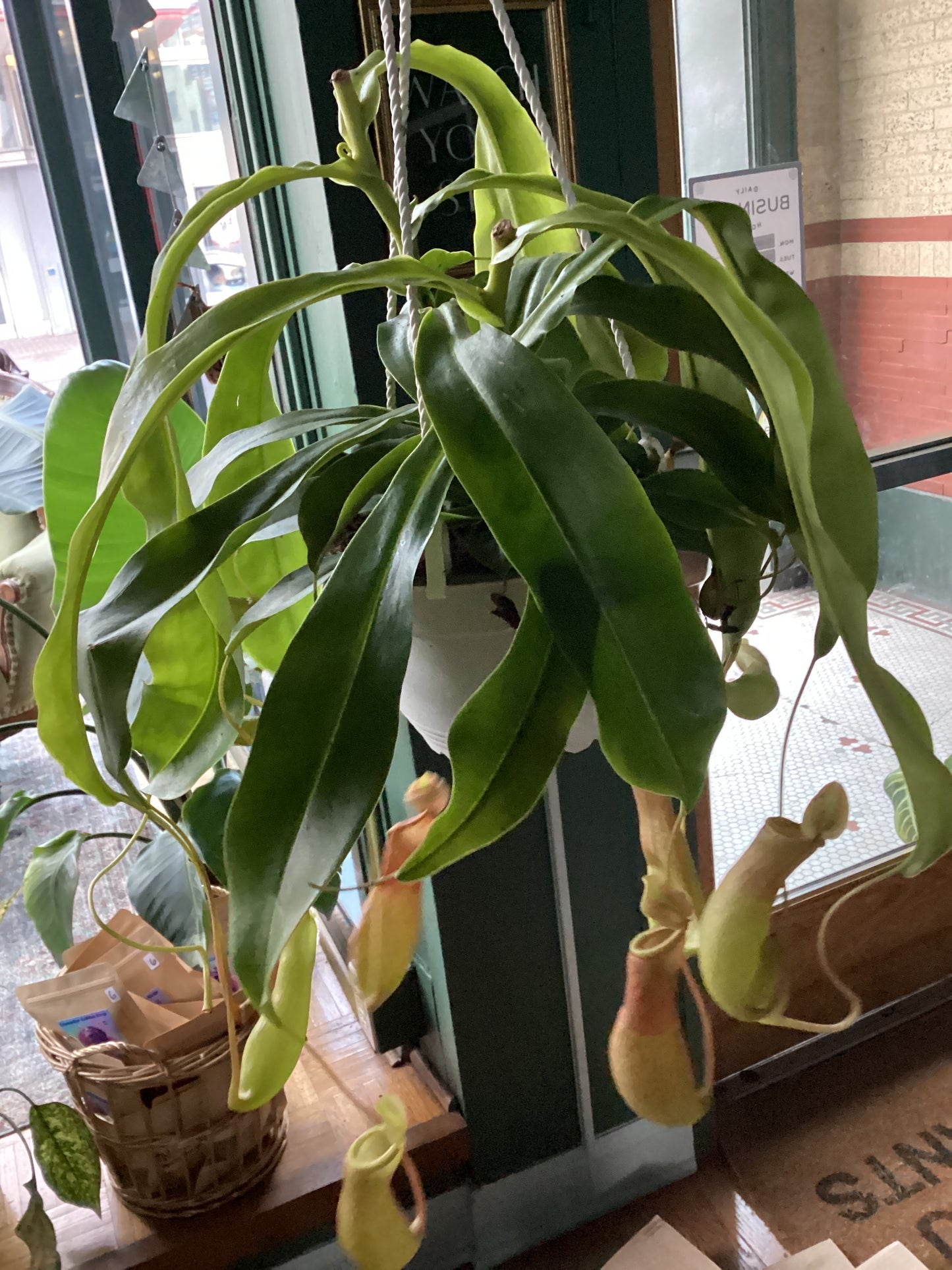 Pitcher plant