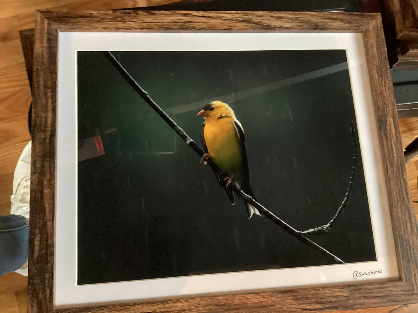 Sam’s Bird Store Photos