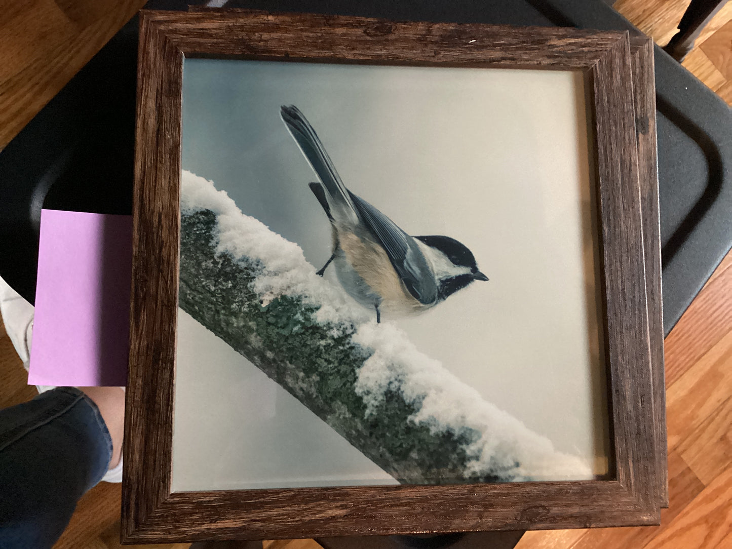 Sam’s Bird Store Photos
