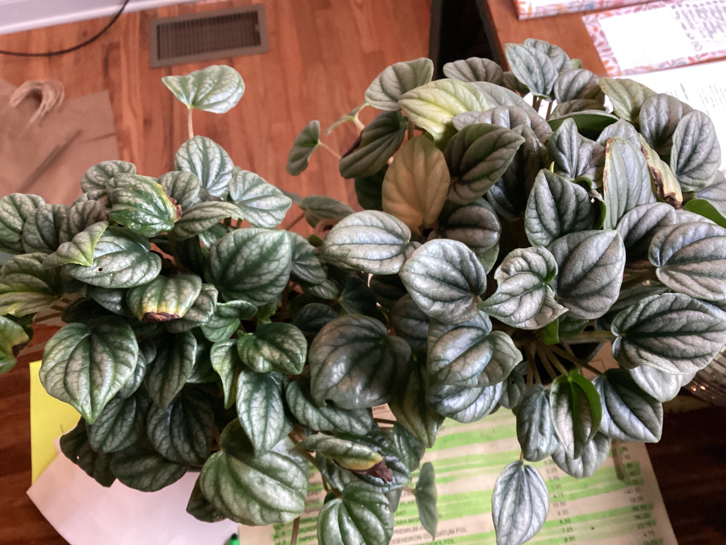 Peperomia Frost