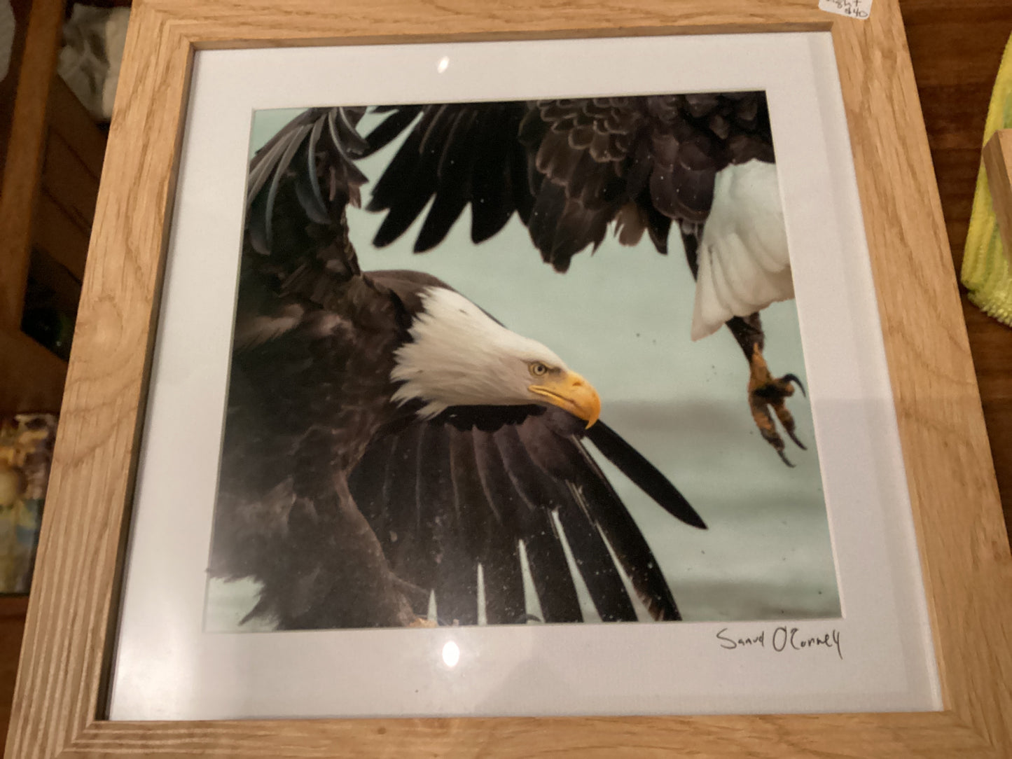 Sam’s Bird Store Photos