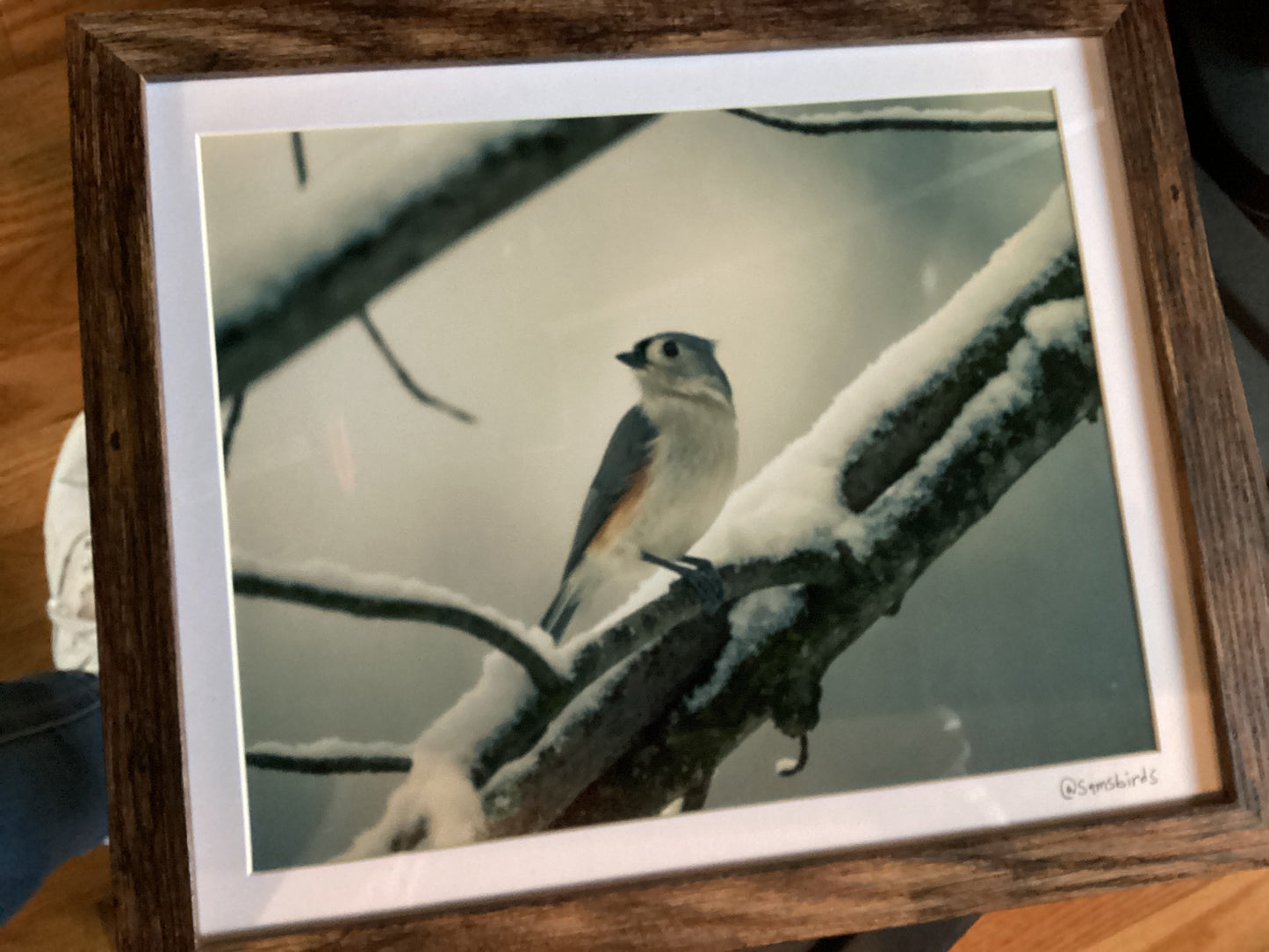 Sam’s Bird Store Photos