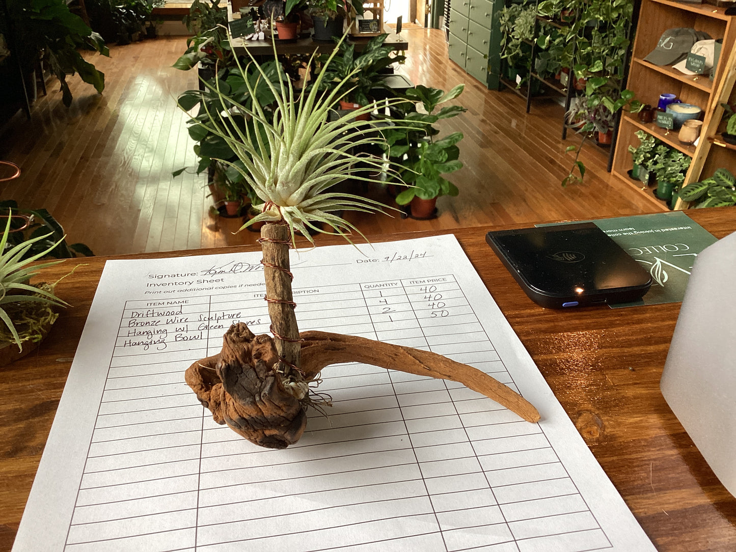 Air plant drift wood creations by Kim Wood