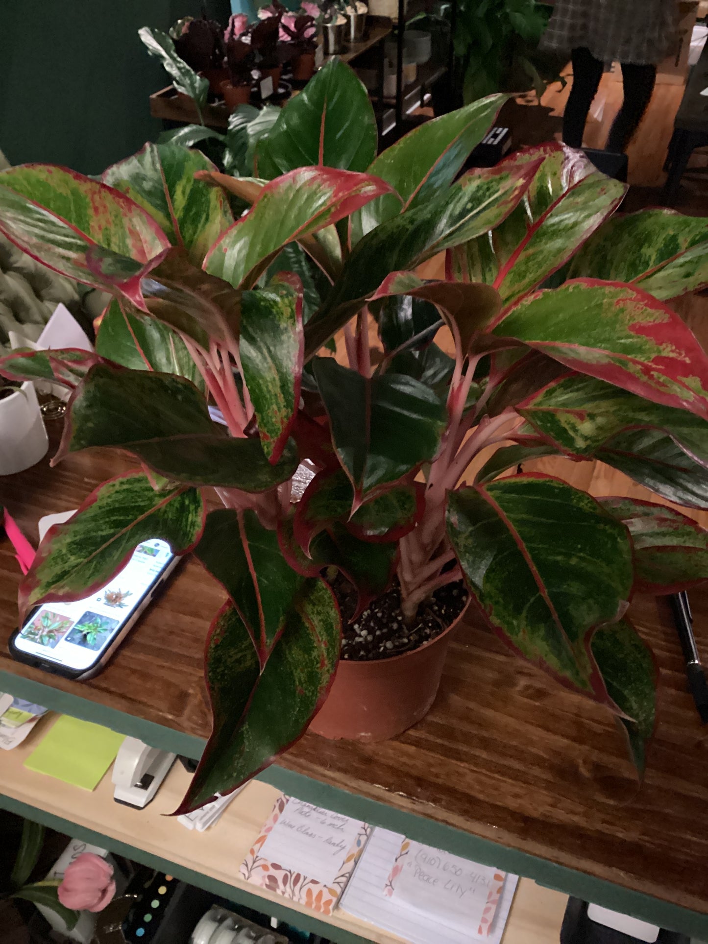 Aglaonema Siam aurora / Creta