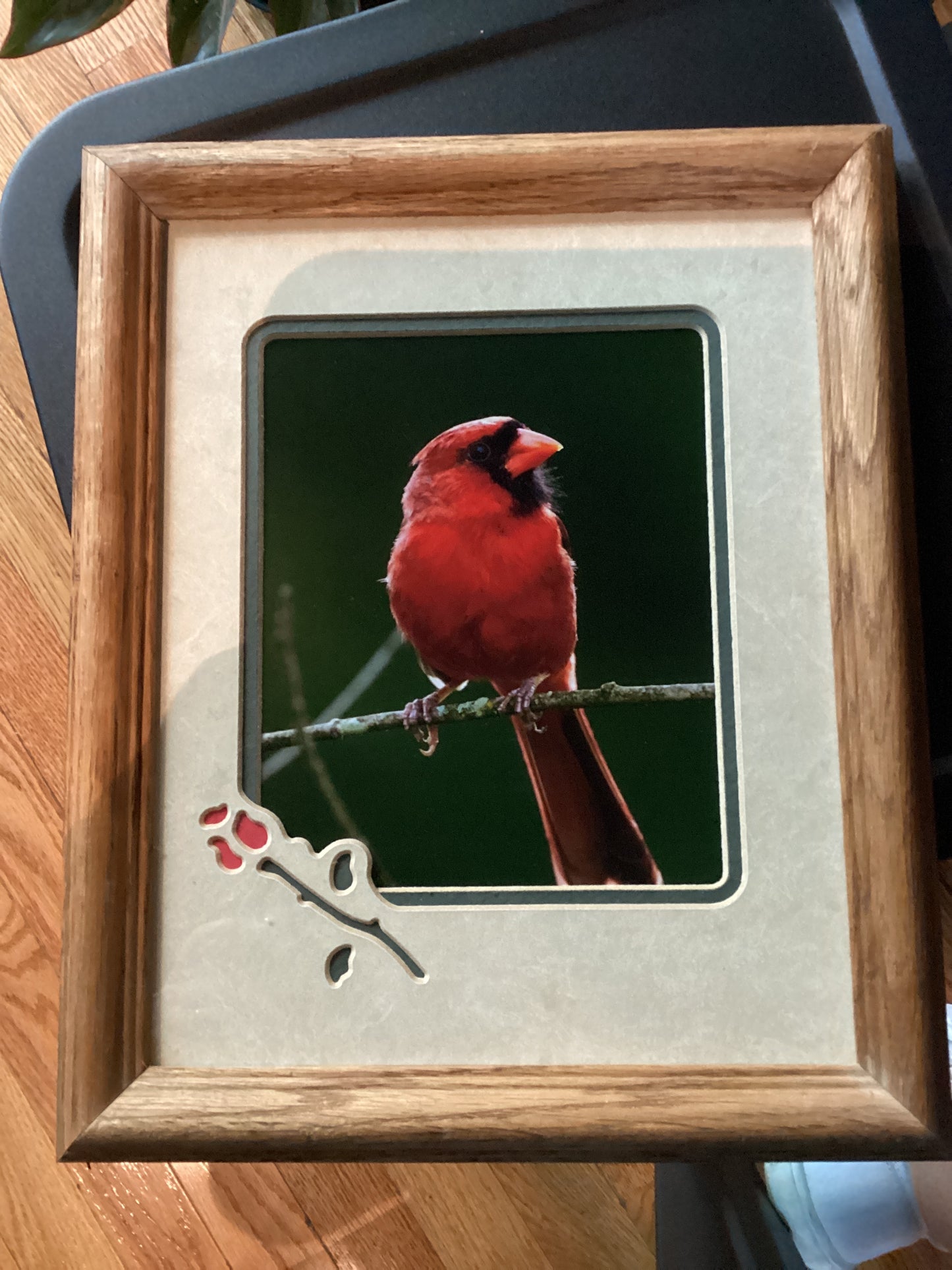 Sam’s Bird Store Photos
