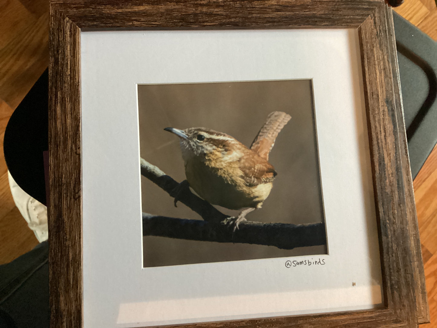 Sam’s Bird Store Photos