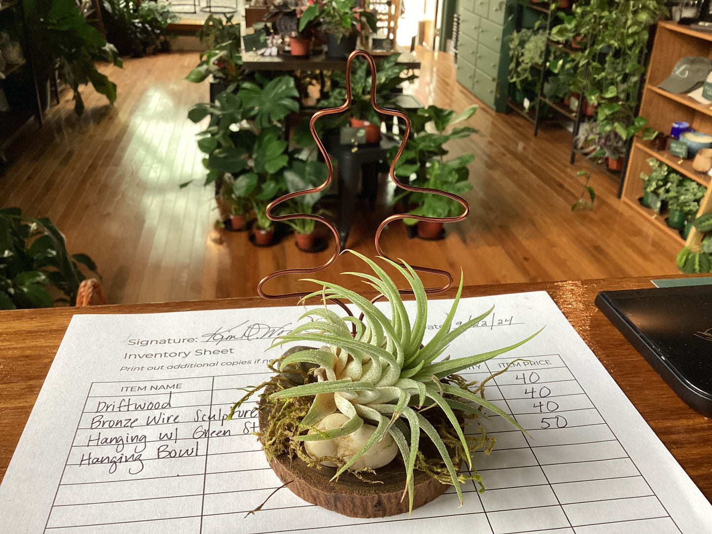 Air plant drift wood creations by Kim Wood