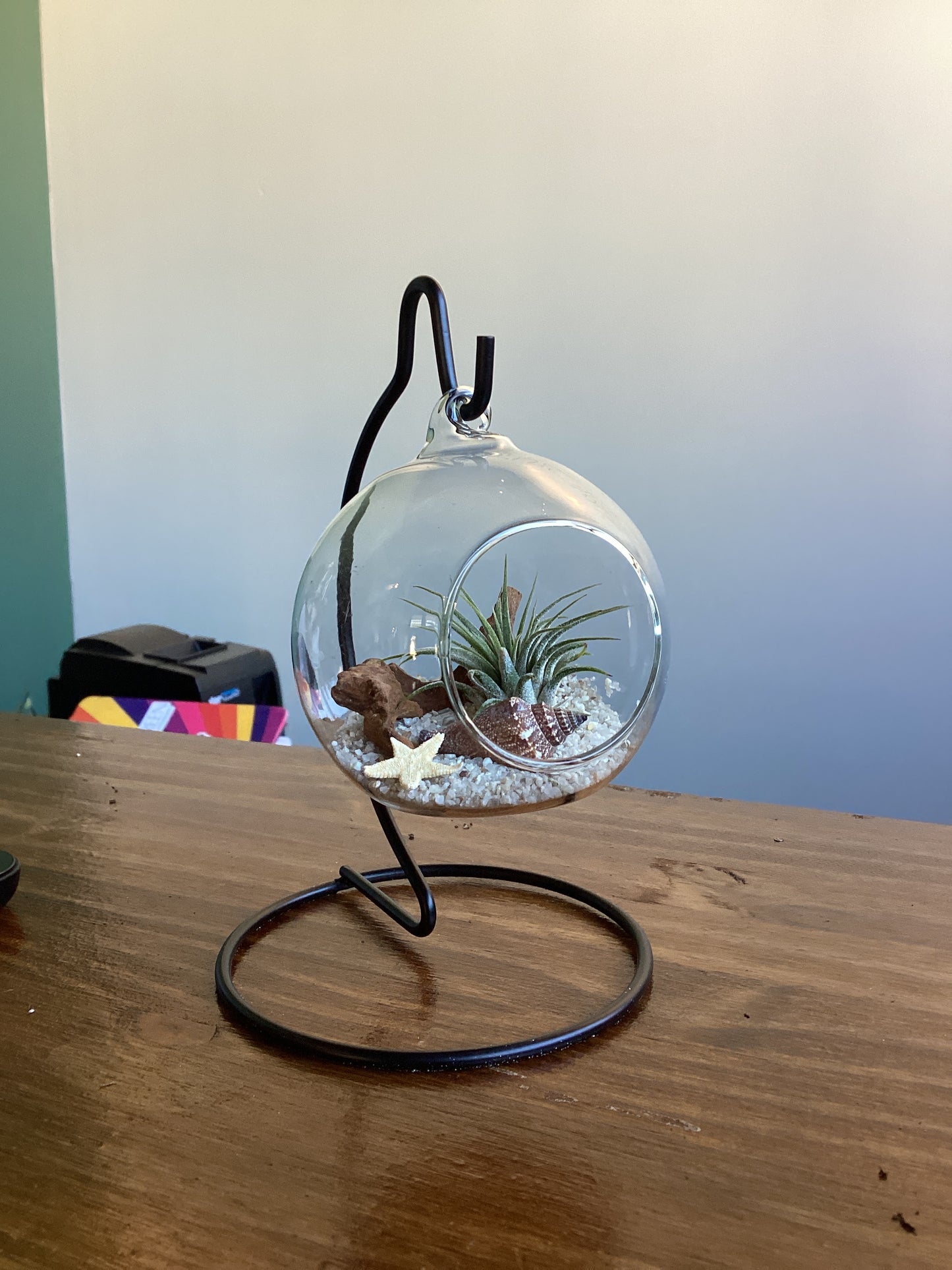 Air plant drift wood creations by Kim Wood