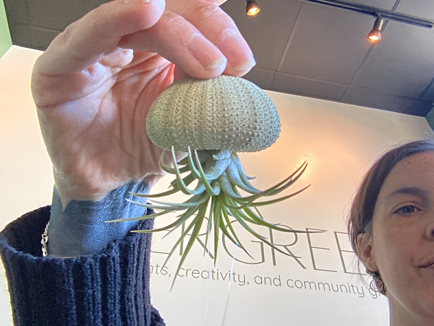 Air plant drift wood creations by Kim Wood