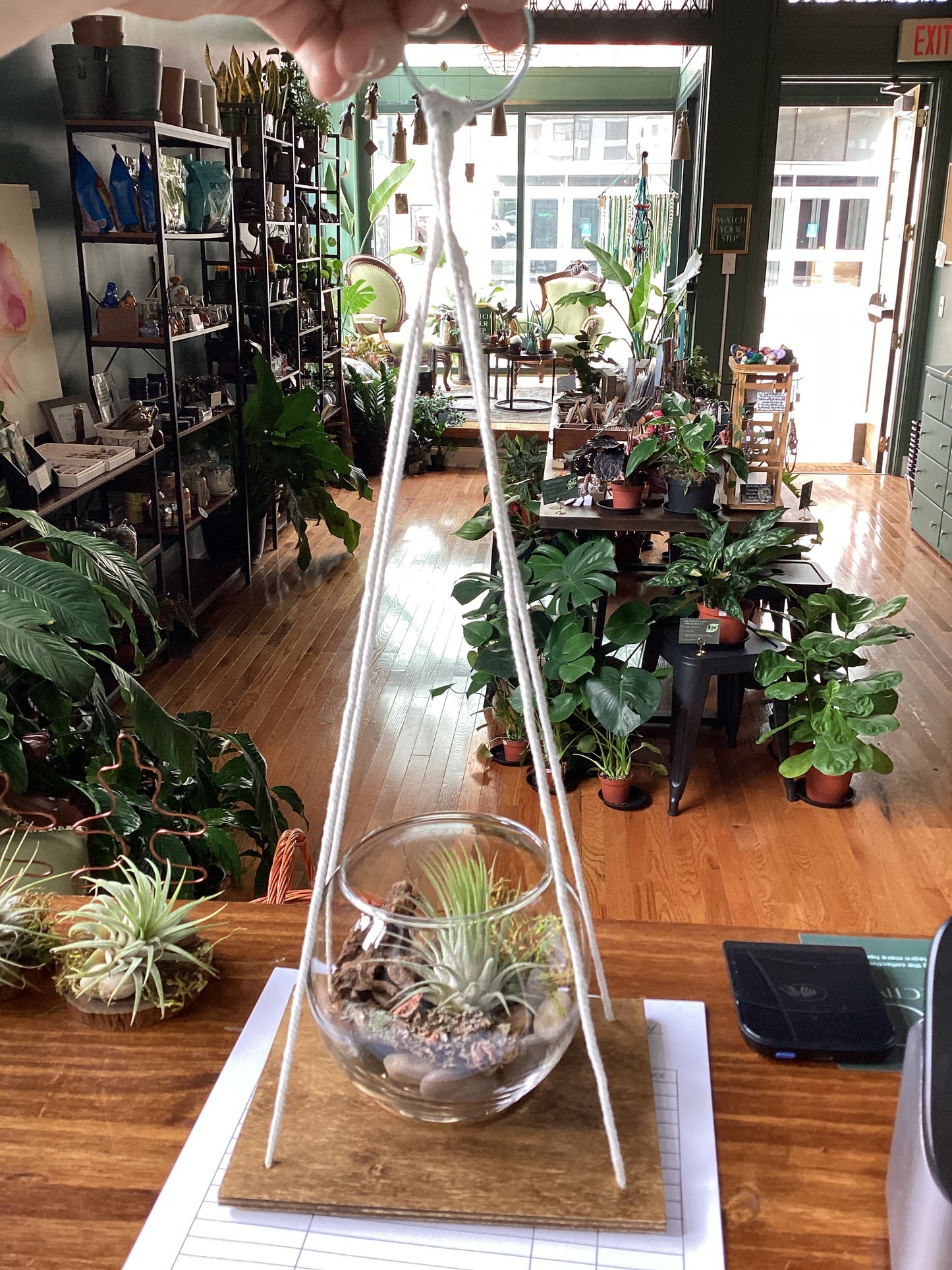 Air plant drift wood creations by Kim Wood