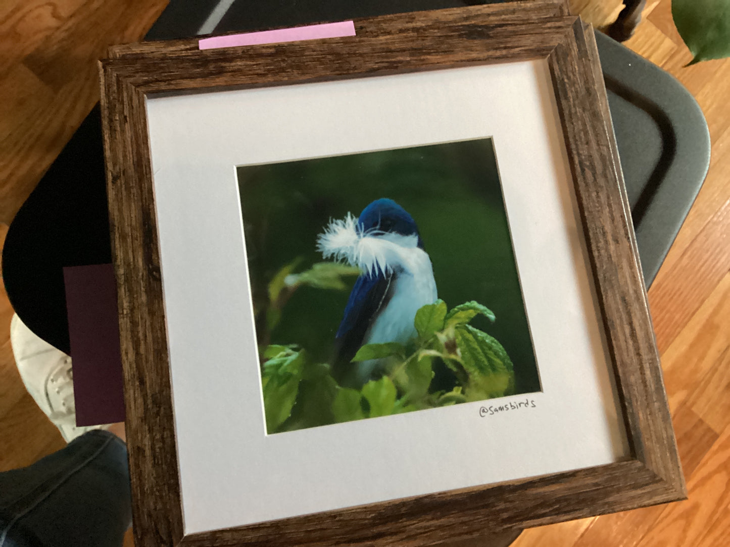 Sam’s Bird Store Photos