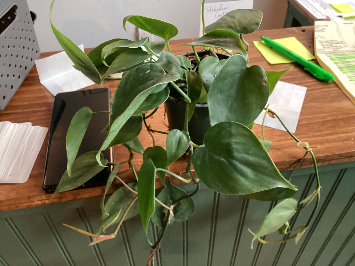 Philodendron Cordatum