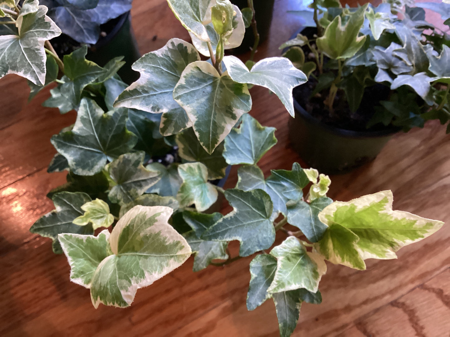 Ivy