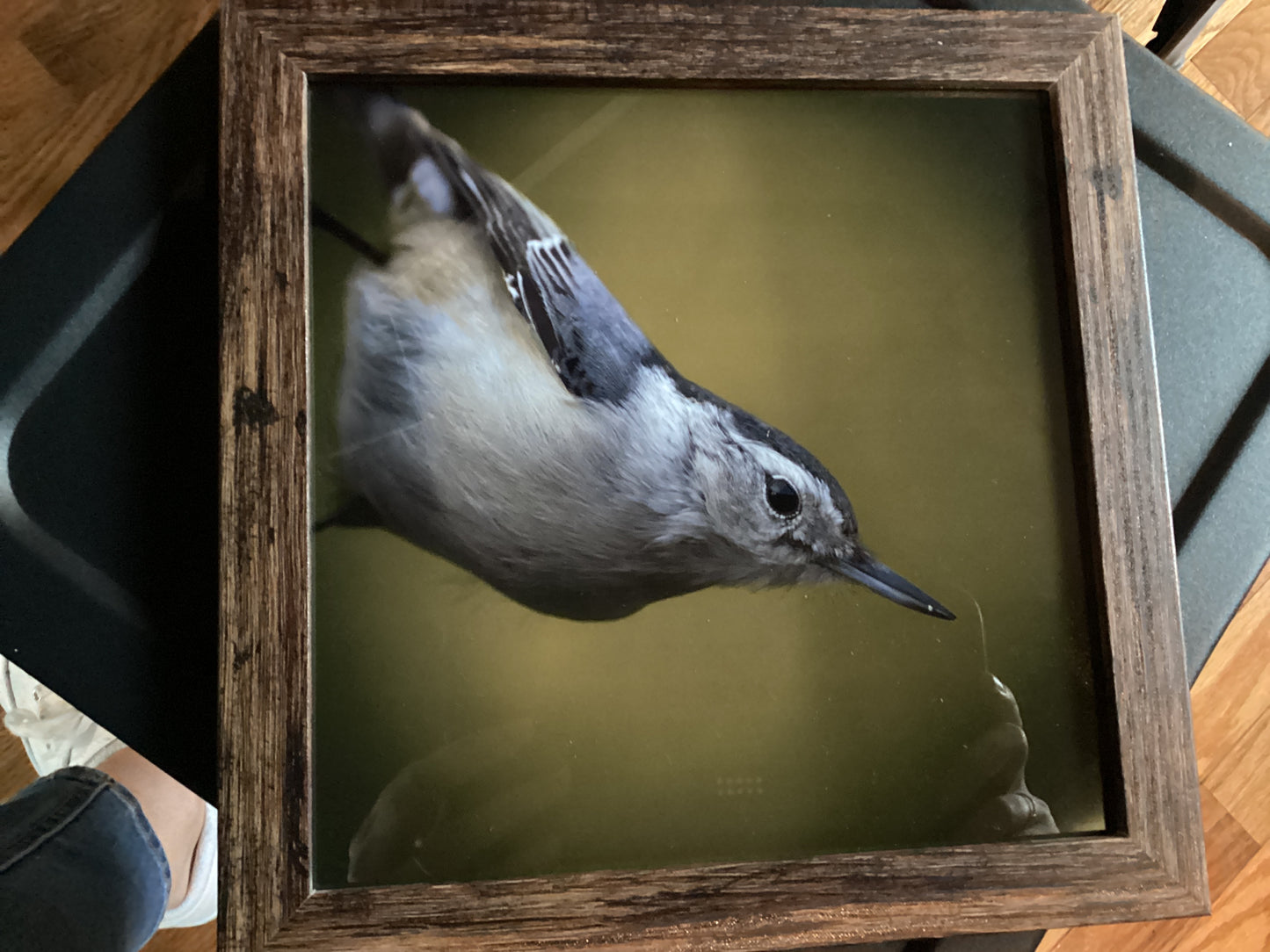 Sam’s Bird Store Photos