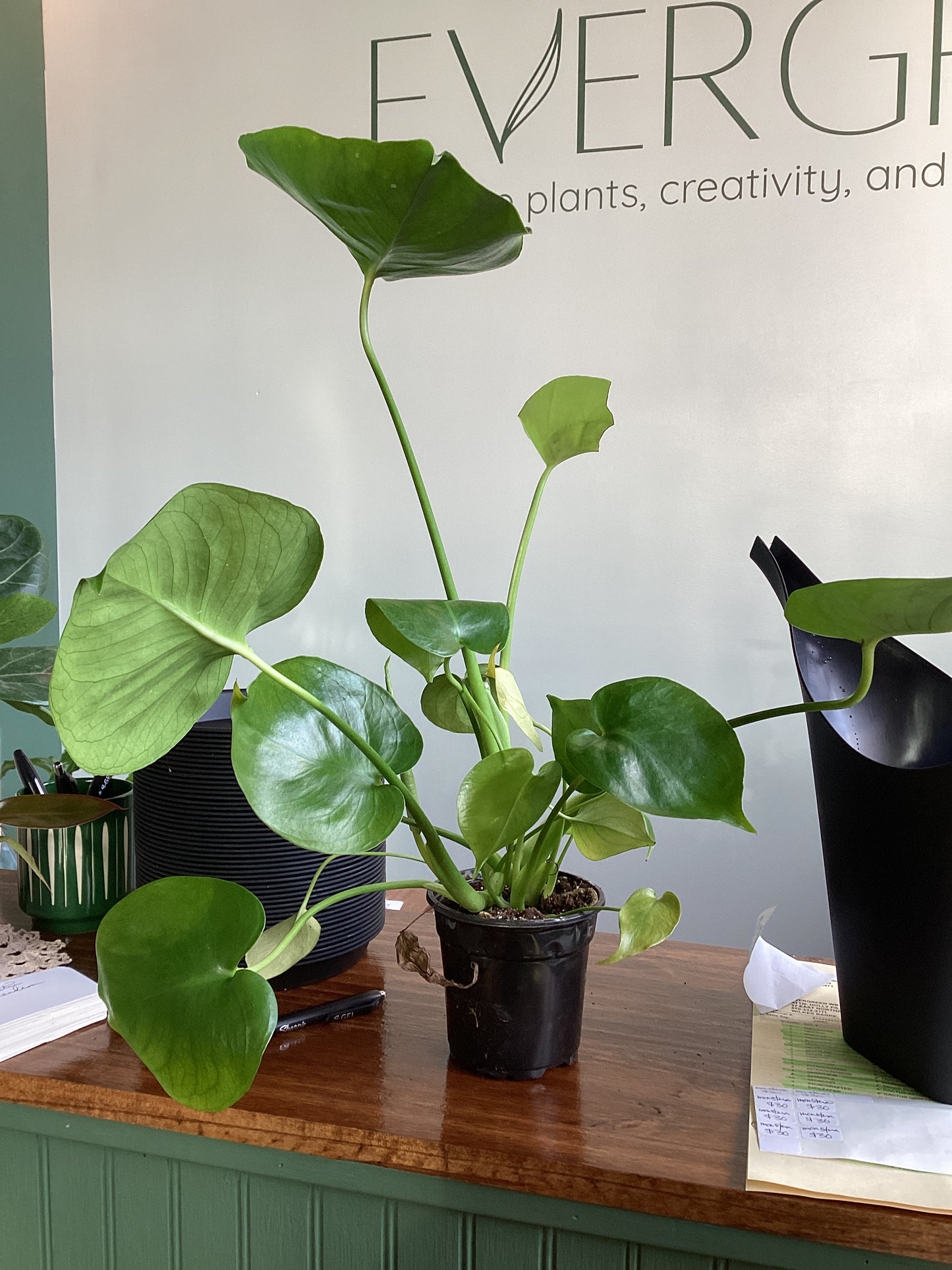 Monstera