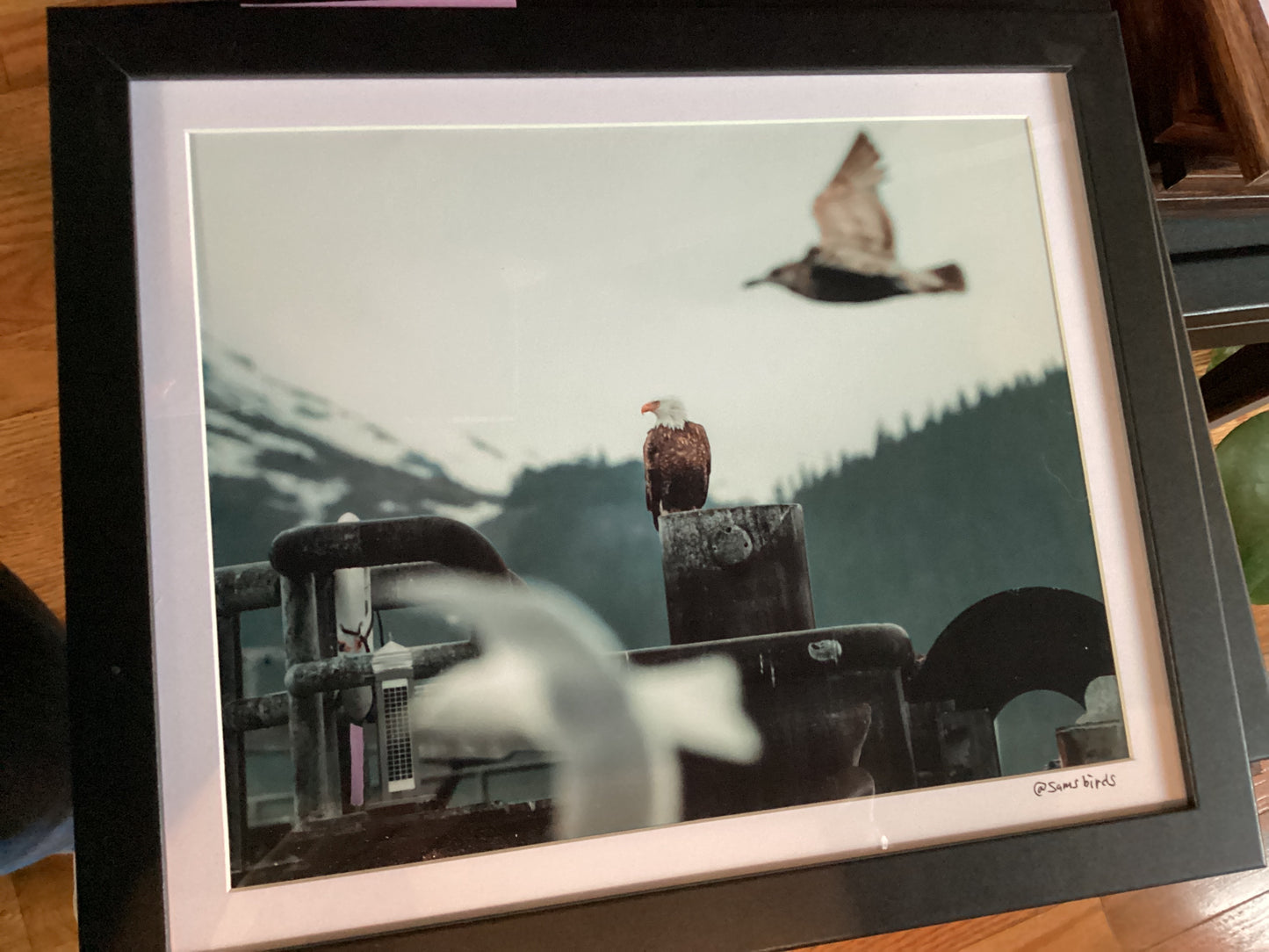Sam’s Bird Store Photos
