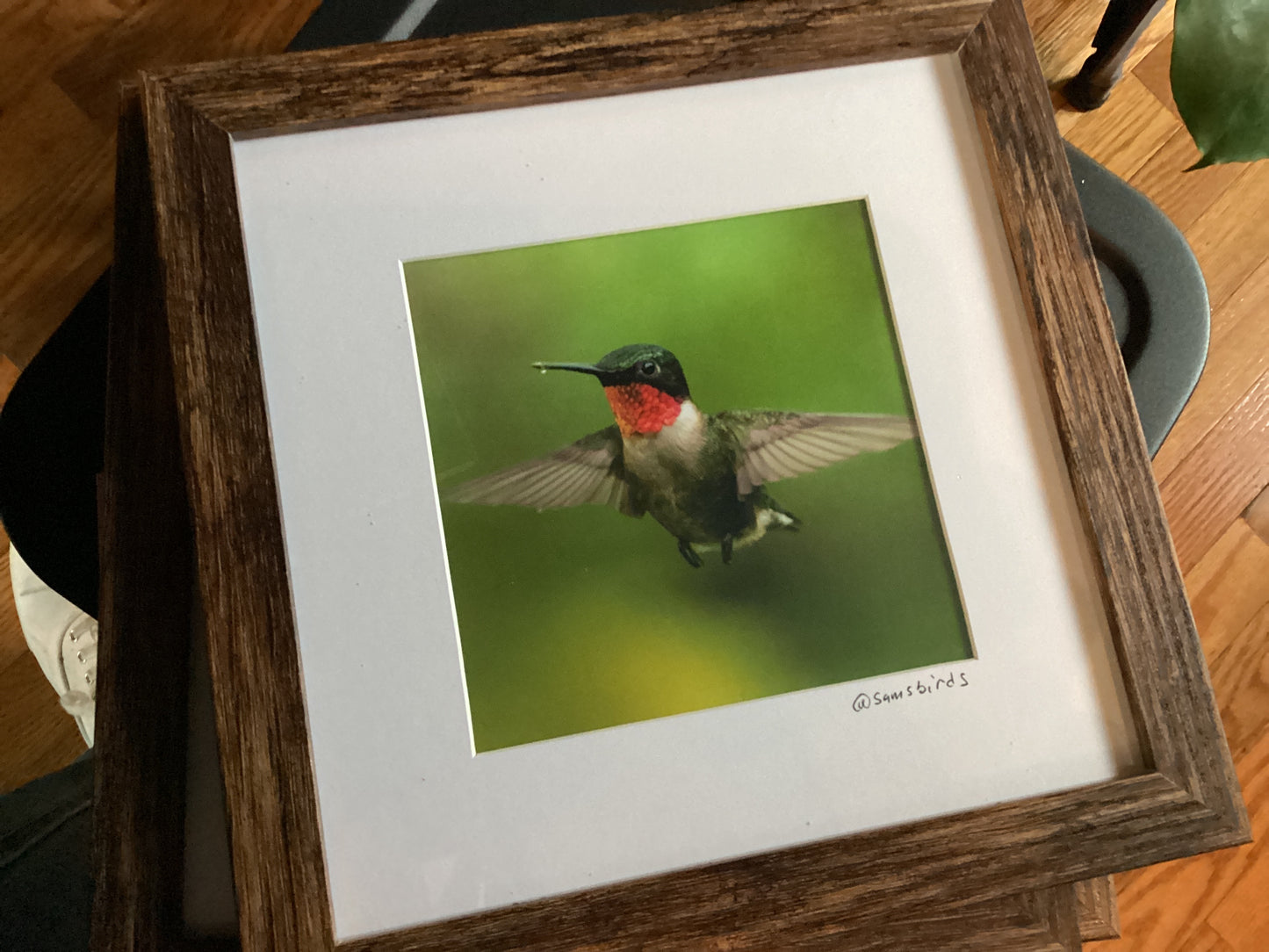 Sam’s Bird Store Photos