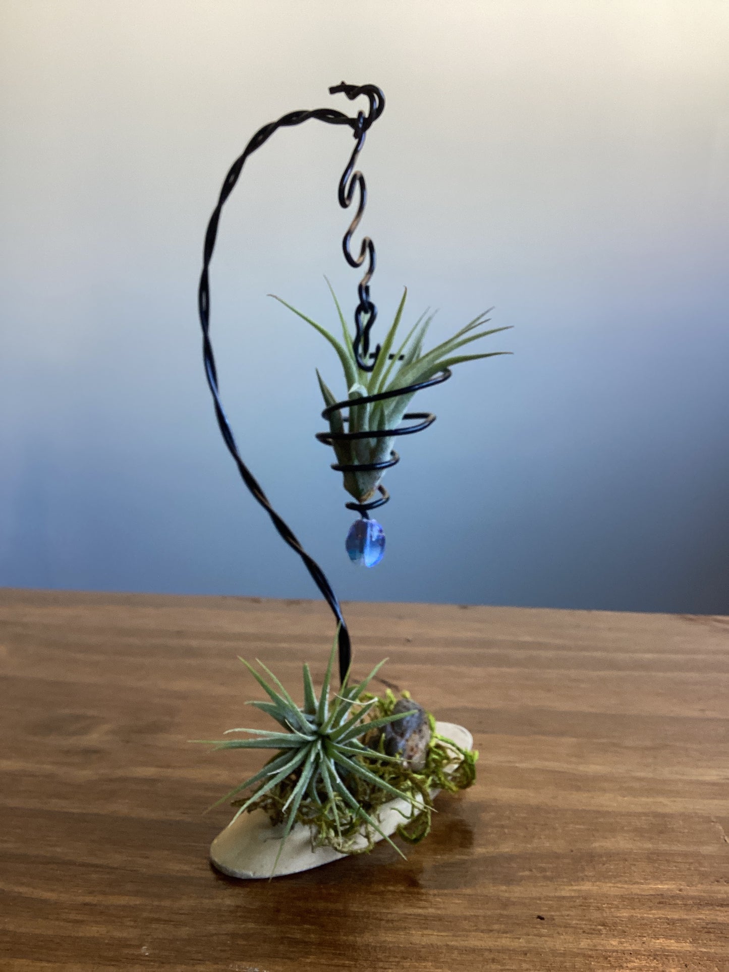 Air plant drift wood creations by Kim Wood