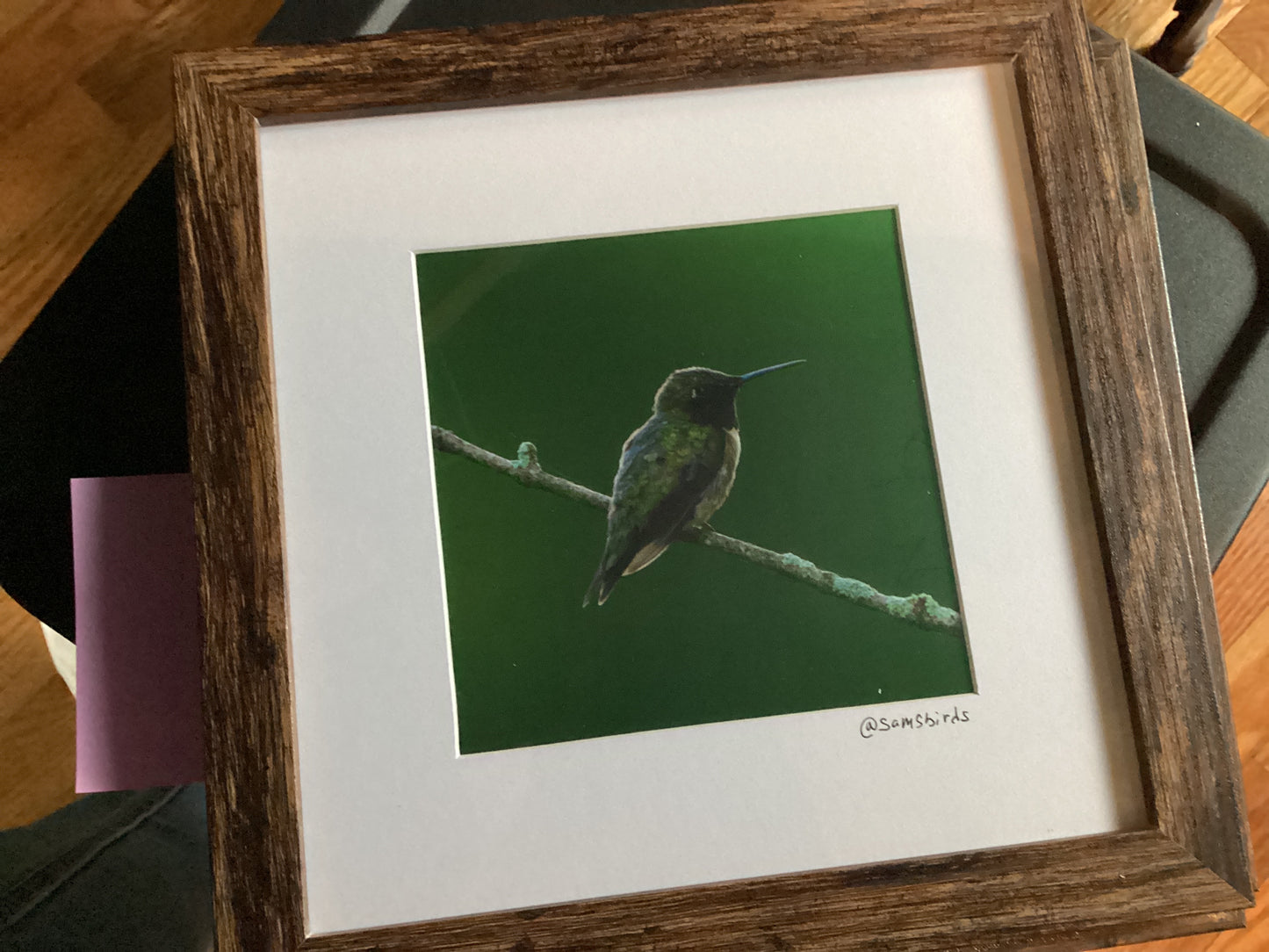 Sam’s Bird Store Photos