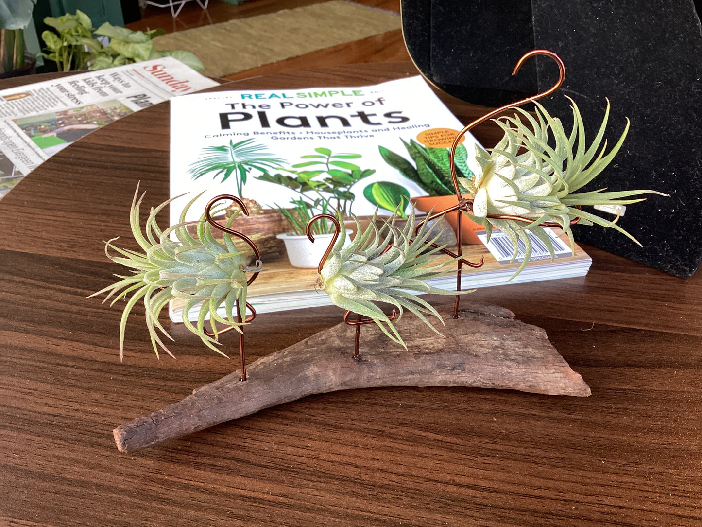 Air plant drift wood creations by Kim Wood