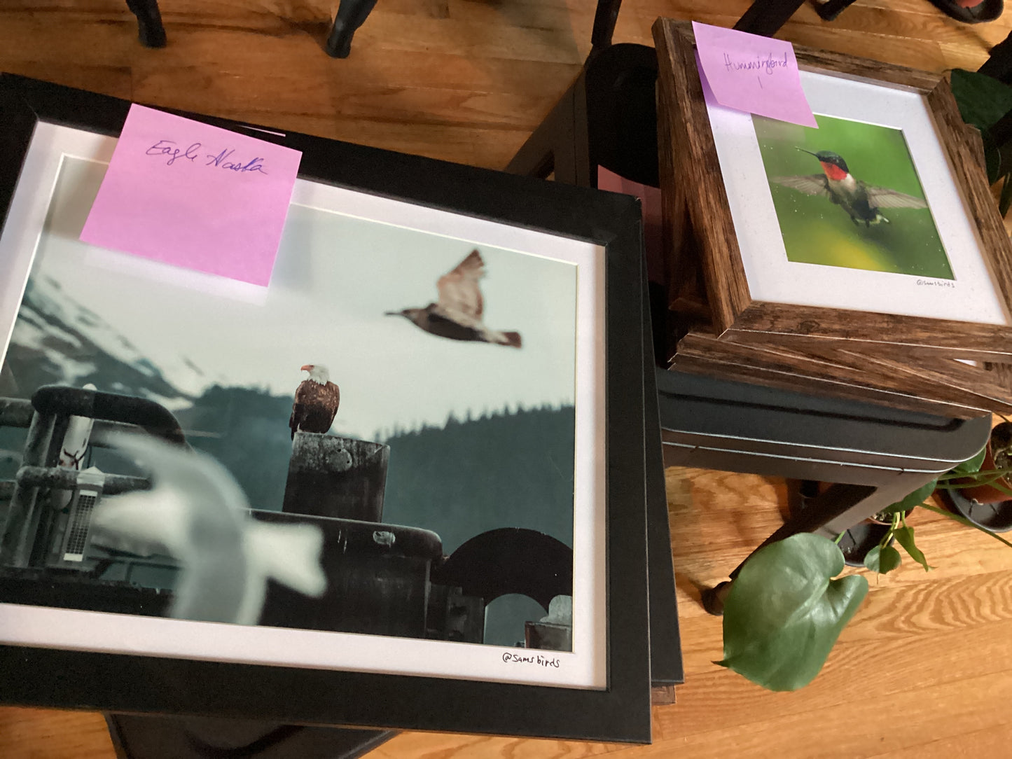 Sam’s Bird Store Photos