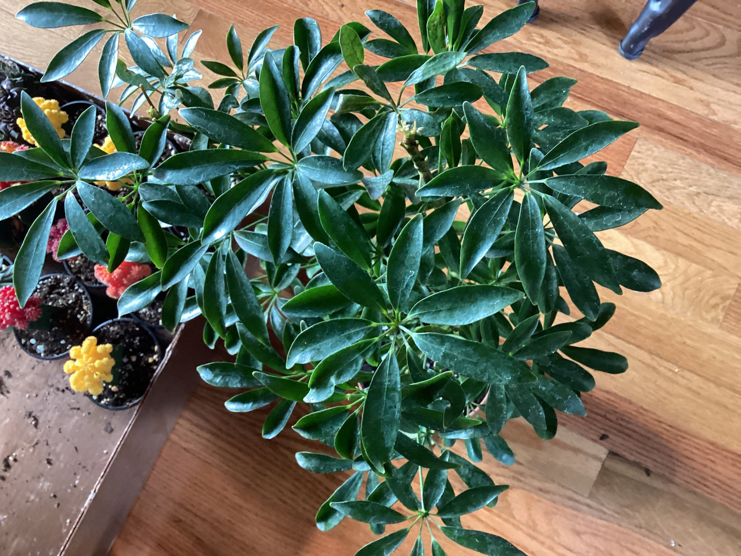 Arboricola
