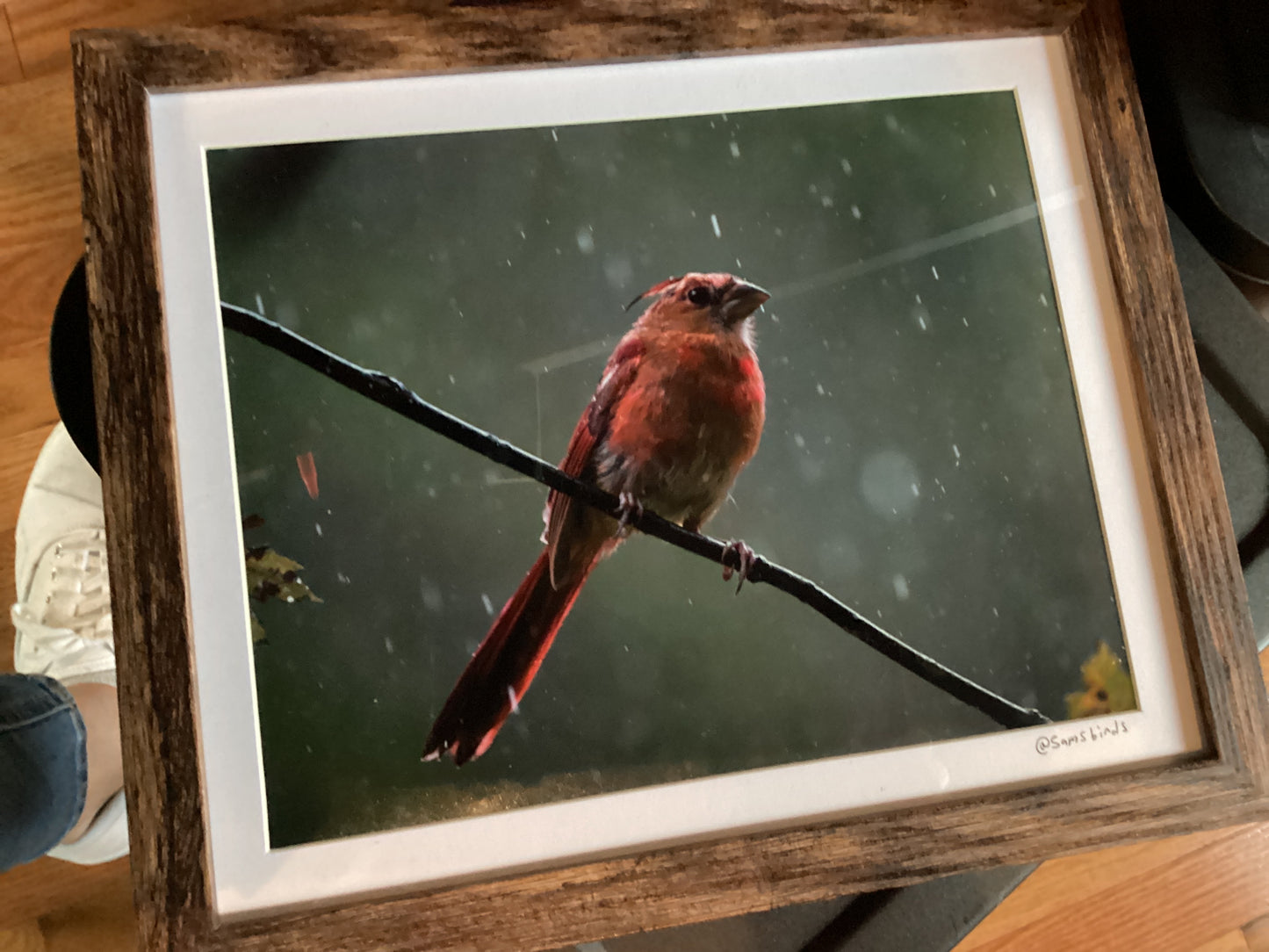 Sam’s Bird Store Photos