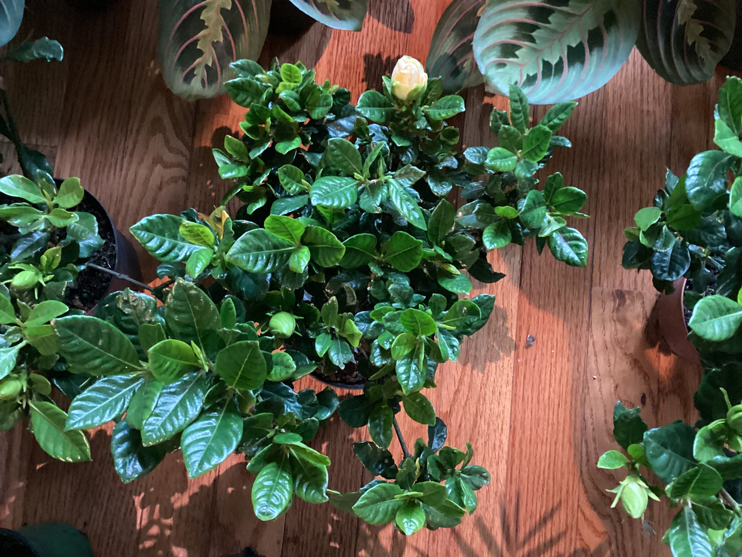 Gardenia