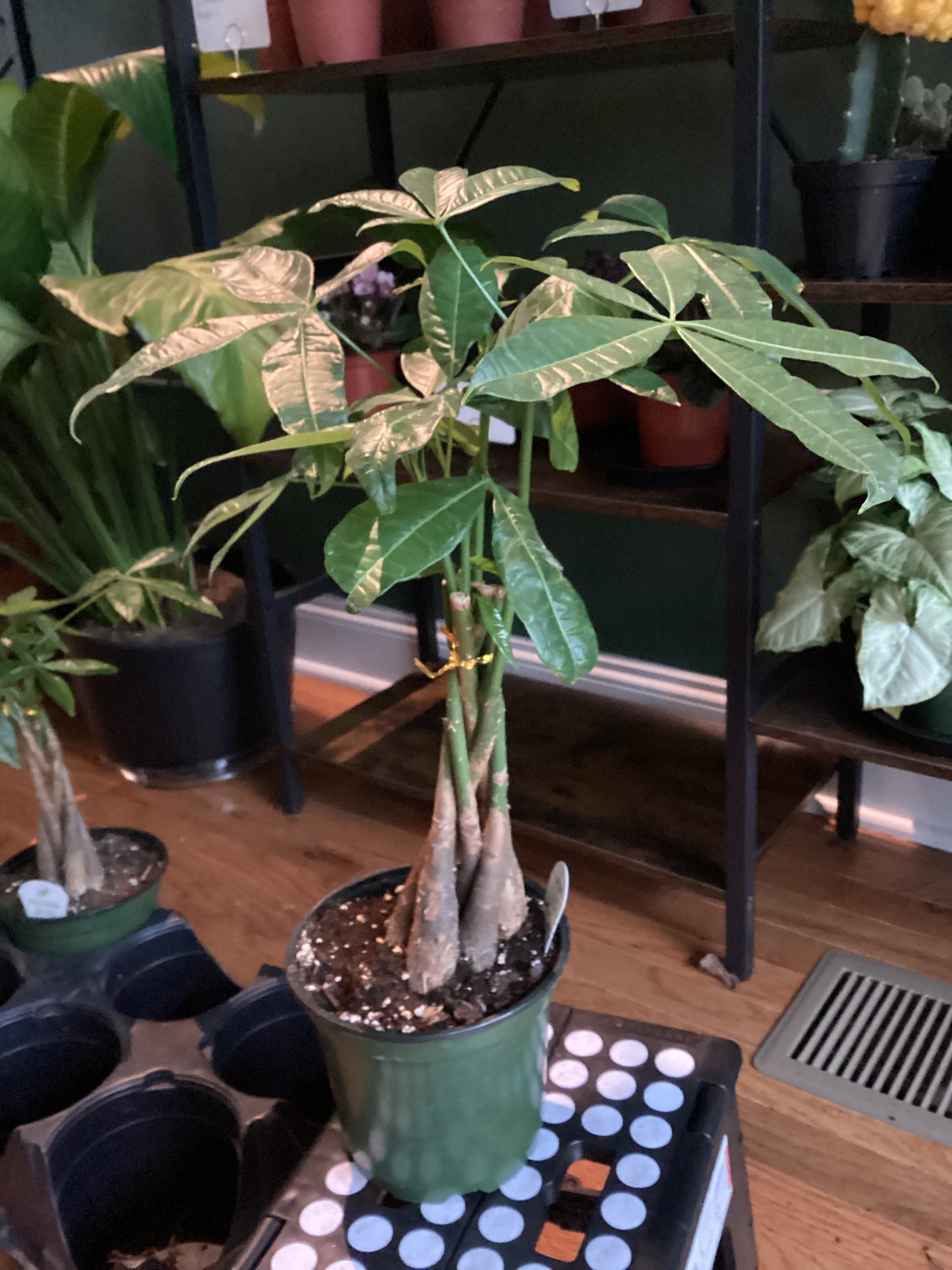 Money tree