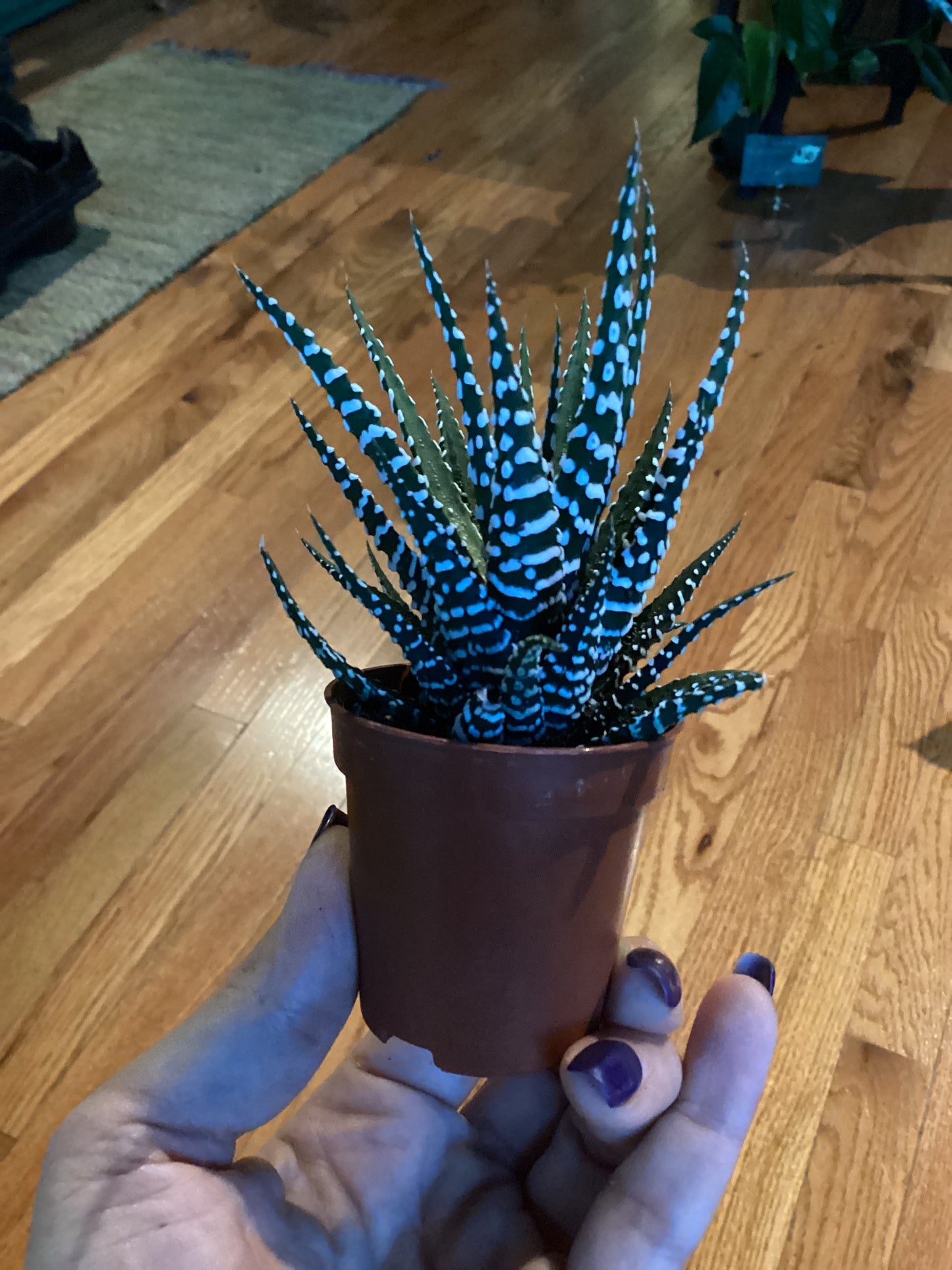 Zebra cactus